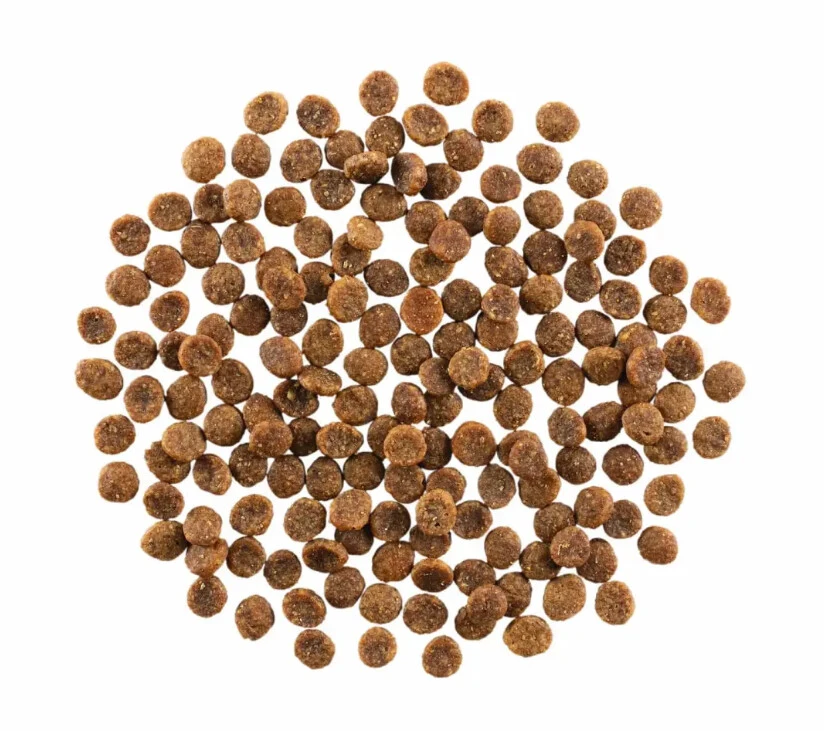 Nourriture Sans Grains Au Saumon Pour Chats - Go! Skin + Coat Care 4 Nourriture Sans Grains Au Saumon Pour Chats - Go! Skin + Coat Care – Image 2