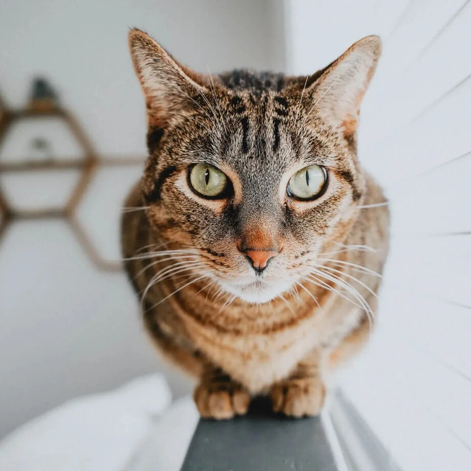 Nourriture Sans Grains Au Saumon Pour Chats - Go! Skin + Coat Care 5 Nourriture Sans Grains Au Saumon Pour Chats - Go! Skin + Coat Care – Image 3