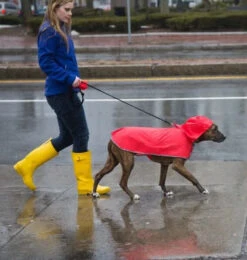 Poncho Imperméable Jaune Compact Pour Chiens - Rc Pets -Rocky Soldes Boutique d82388 5 optimize