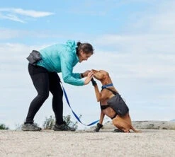 Sac-à-Dos Pour Chiens Quest Day Pack Noir - RcPets -Rocky Soldes Boutique d829190 4 optimize