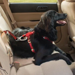 Attache Pivotante De Voiture Pour Chiens - Kurgo 5 Attache Pivotante De Voiture Pour Chiens - Kurgo -Rocky Soldes Boutique ga54534 2 optimize