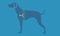 Sac-à-Dos Pour Chiens Quest Day Pack Noir - RcPets -Rocky Soldes Boutique harnais rcpet jpg 2 optimize