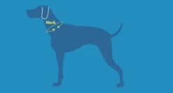 Sac-à-Dos Pour Chiens Quest Day Pack Noir - RcPets -Rocky Soldes Boutique harnais rcpet jpg 3 optimize