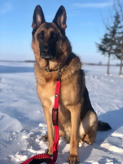 Laisse Orange Bungee Avec Attache De Voiture Pour Chien - Le Bon Chien 5 Laisse Orange Bungee Avec Attache De Voiture Pour Chien - Le Bon Chien – Image 3