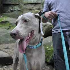 Collier Réfléchissant Pour Chiens Bleu - K9 Explorer -Rocky Soldes Boutique y36467 2 optimize