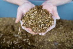 Gâterie D'Insectes Séchés - Choix Nature -Rocky Soldes Boutique y99900 2 optimize